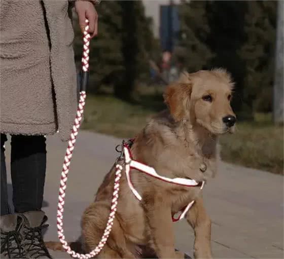 遛狗一定要拴绳!那么,牵引绳你选对了吗?