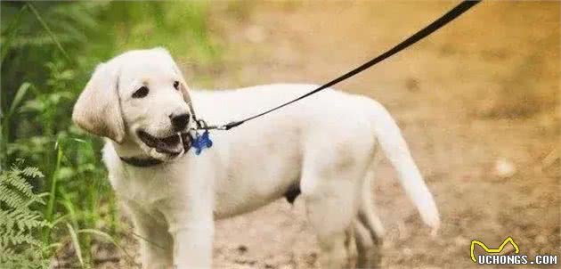 遛狗一定要拴绳!那么,牵引绳你选对了吗?