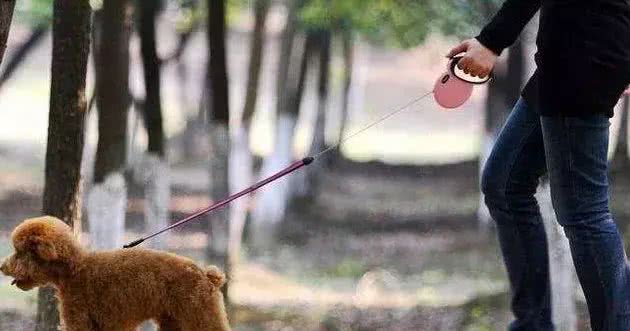 遛狗一定要拴绳!那么,牵引绳你选对了吗?