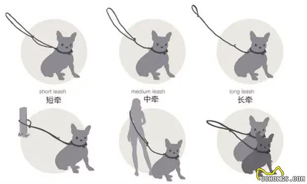 遛狗一定要拴绳!那么,牵引绳你选对了吗?