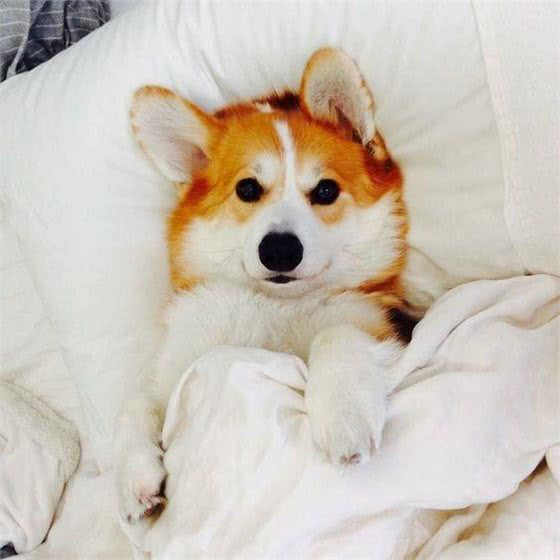 可爱的小柯基—小短腿的迷人魅力