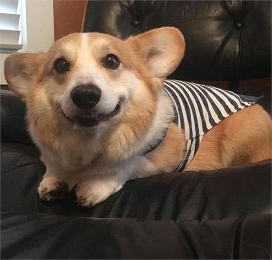 可爱的小柯基—小短腿的迷人魅力