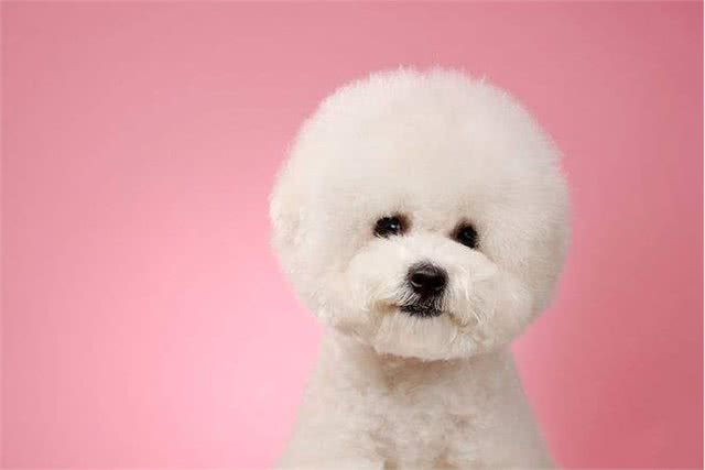 比熊犬想养好，就要避免这5个饮食禁忌!吃得好看又健康