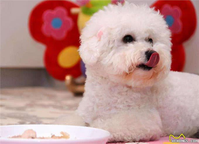 比熊犬想养好，就要避免这5个饮食禁忌!吃得好看又健康