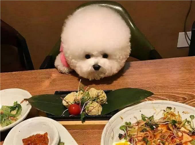 比熊犬想养好，就要避免这5个饮食禁忌!吃得好看又健康
