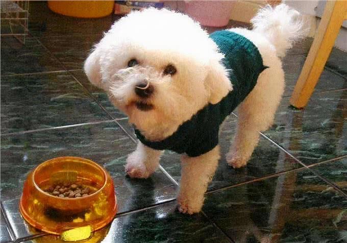 比熊犬想养好，就要避免这5个饮食禁忌!吃得好看又健康