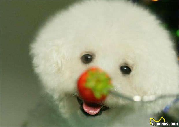 比熊犬想养好，就要避免这5个饮食禁忌!吃得好看又健康