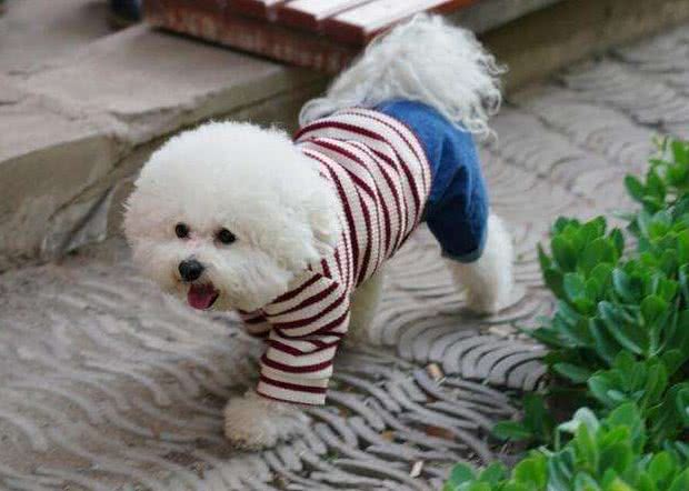 比熊犬想养好，就要避免这5个饮食禁忌!吃得好看又健康