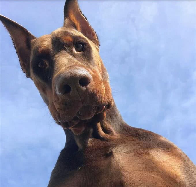 狗界最聪明的狗,中华田园犬竟然也在榜上