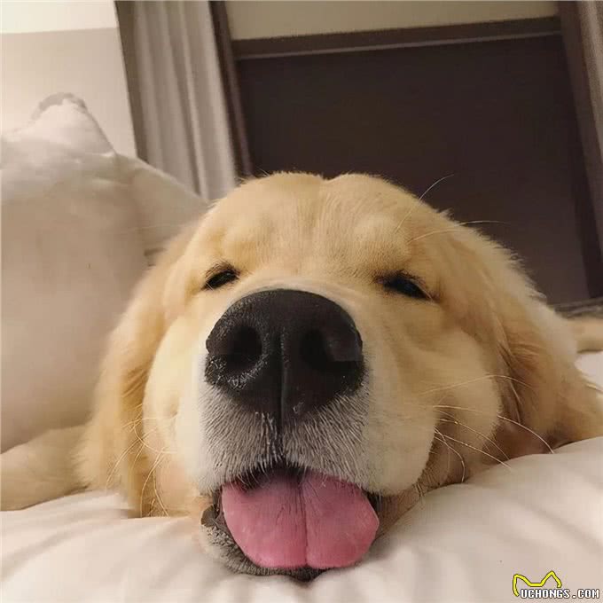 狗界最聪明的狗,中华田园犬竟然也在榜上