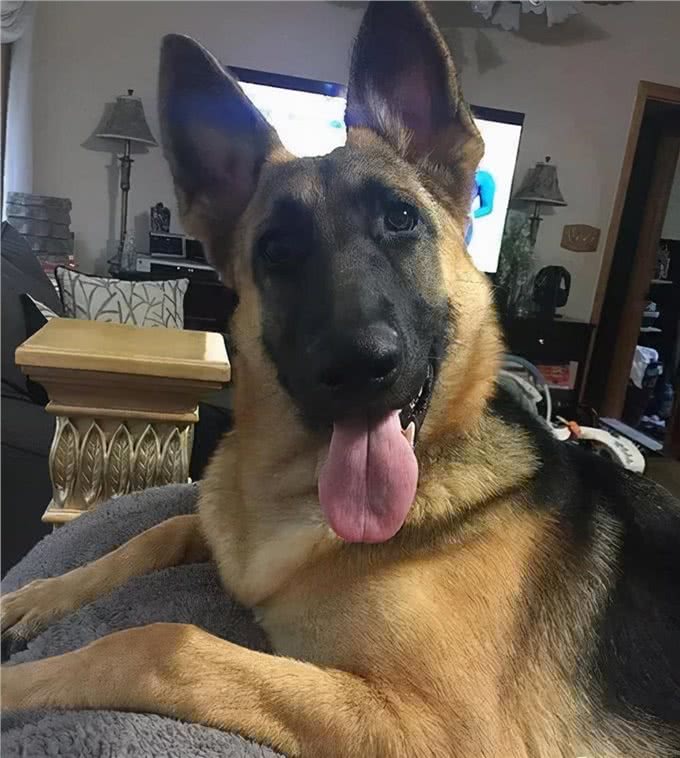 狗界最聪明的狗,中华田园犬竟然也在榜上