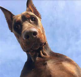 狗界最聪明的狗，中华田园犬竟然也在榜上