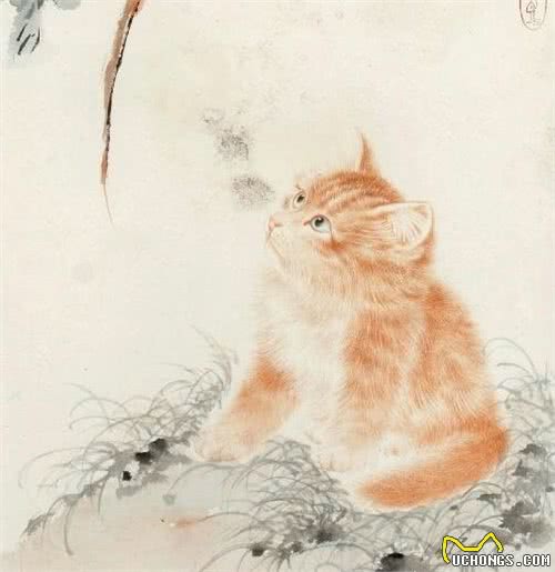 别再叫它们土猫了,人家优雅着呢