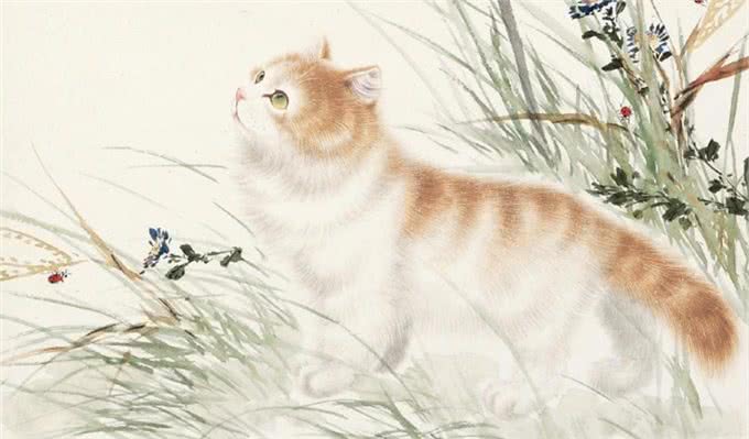 别再叫它们土猫了,人家优雅着呢