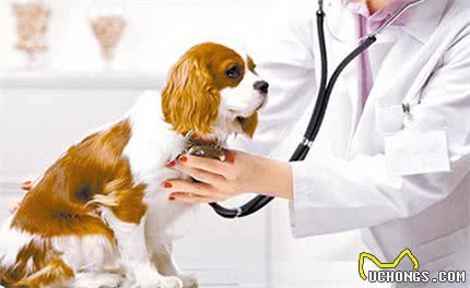 带家中的狗狗去医院体检,有哪些事情是不用问兽医就知道的