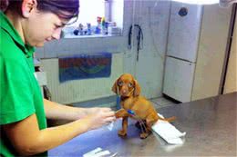 带家中的狗狗去医院体检，有哪些事情是不用问兽医就知道的