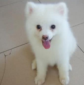 狗狗的眼睛周围总是有难看的泪痕,可以用什么方法去除和预防?