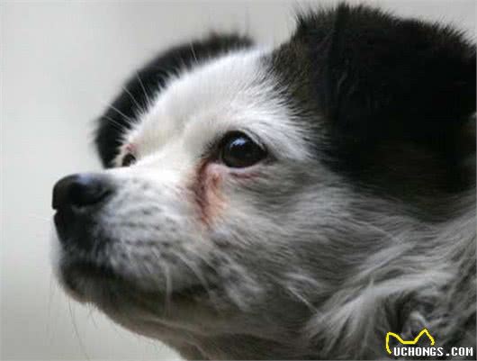 狗狗的眼睛周围总是有难看的泪痕,可以用什么方法去除和预防?