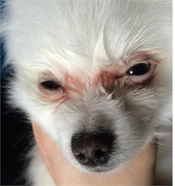 狗狗的眼睛周围总是有难看的泪痕,可以用什么方法去除和预防?