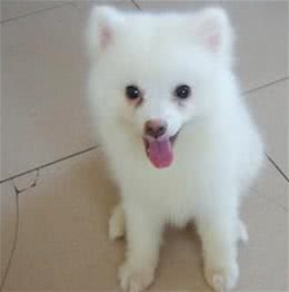 狗狗的眼睛周围总是有难看的泪痕，可以用什么方法去除和预防?