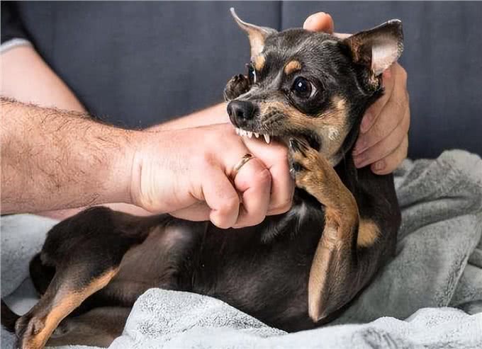 喜欢咬人的几种狗，一言不合就动口，见了要跑远点