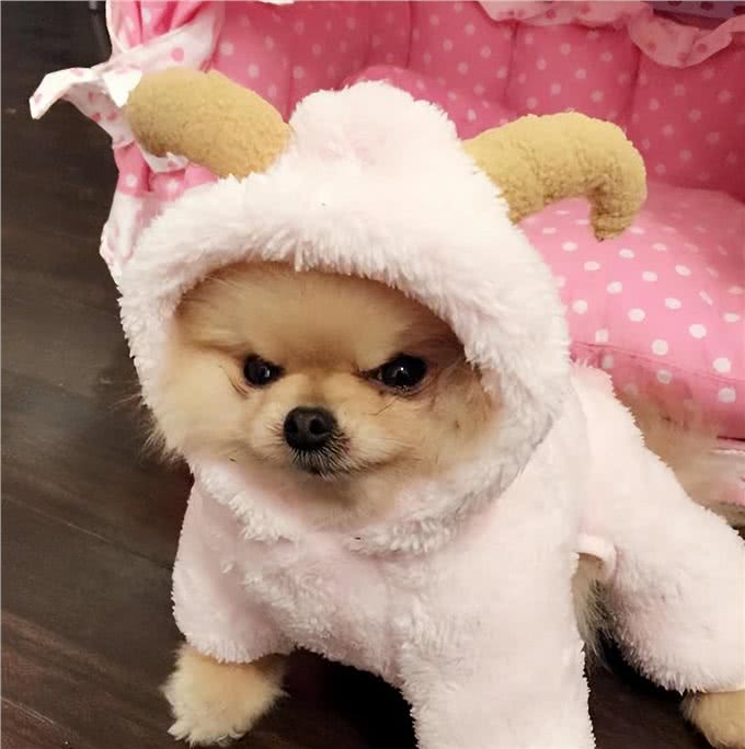 喜欢咬人的几种狗，一言不合就动口，见了要跑远点