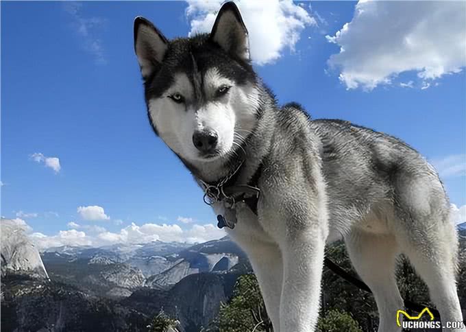 喜欢咬人的几种狗,一言不合就动口,见了要跑远点