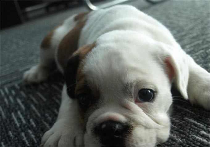 饲养英国斗牛犬家长需要知道哪些注意事项呢?