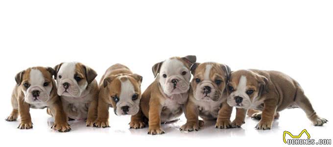 饲养英国斗牛犬家长需要知道哪些注意事项呢?