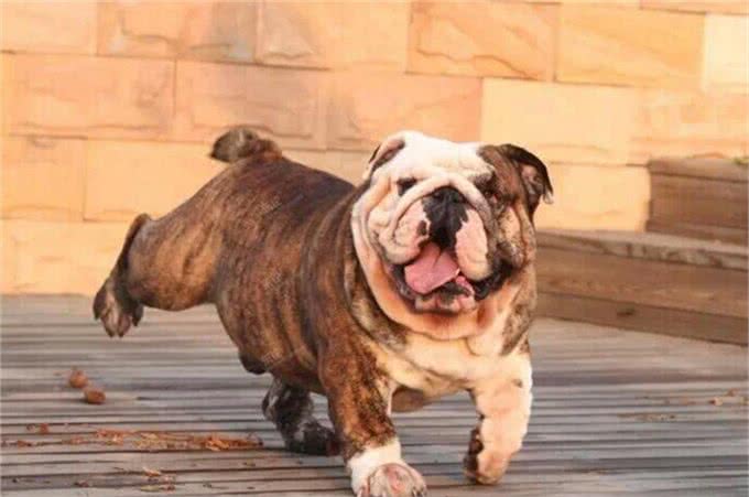 饲养英国斗牛犬家长需要知道哪些注意事项呢?