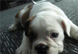 饲养英国斗牛犬家长需要知道哪些注意事项呢?