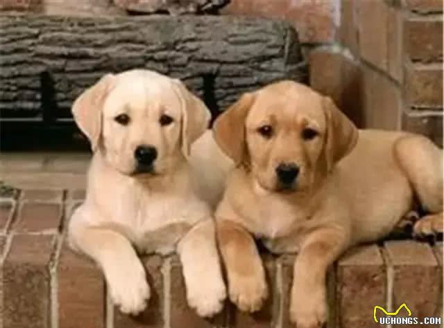 狗狗没精神的4原因3建议