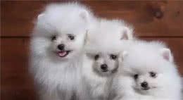 狗狗没精神的4原因3建议