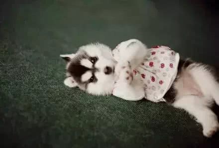 狗狗训厕问题一篇解!