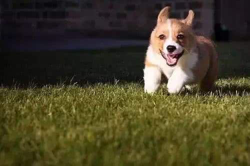 狗狗训厕问题一篇解!