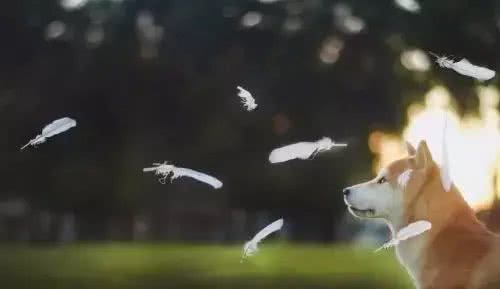 狗狗训厕问题一篇解!