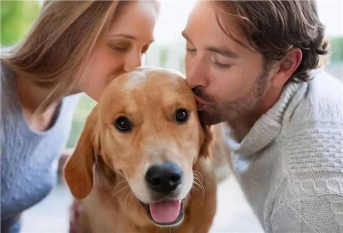 原来狗狗把你当亲妈,会有这些表现,别傻傻不知