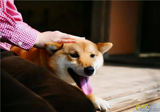 原来狗狗把你当亲妈,会有这些表现,别傻傻不知