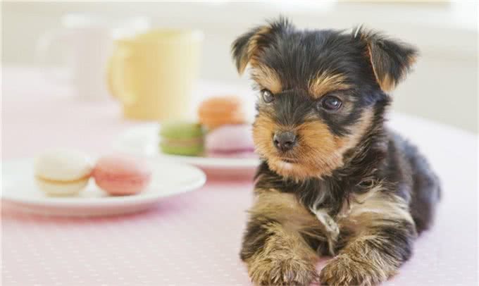 盘点四种腿最短的宠物狗,没有最短只有更短,你喜欢哪个?