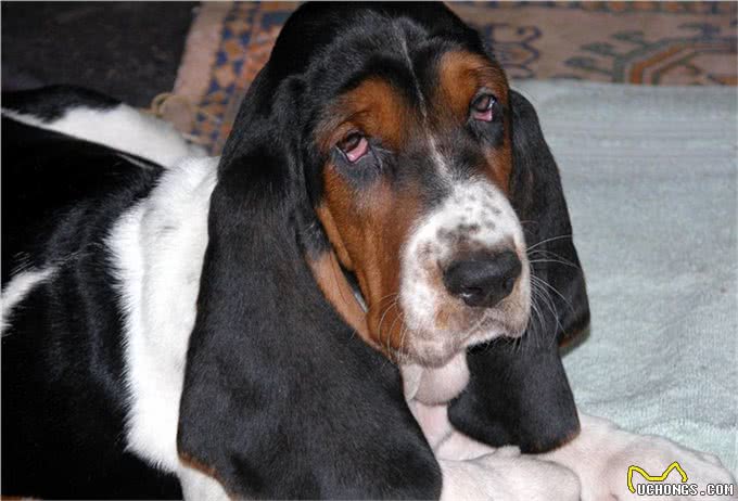 盘点四种腿最短的宠物狗,没有最短只有更短,你喜欢哪个?