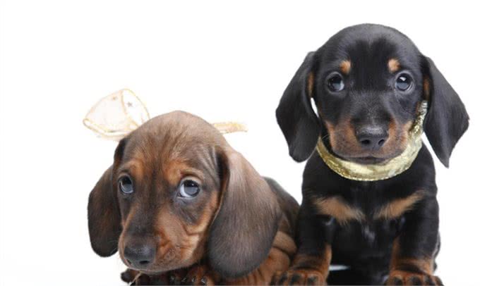 盘点四种腿最短的宠物狗,没有最短只有更短,你喜欢哪个?