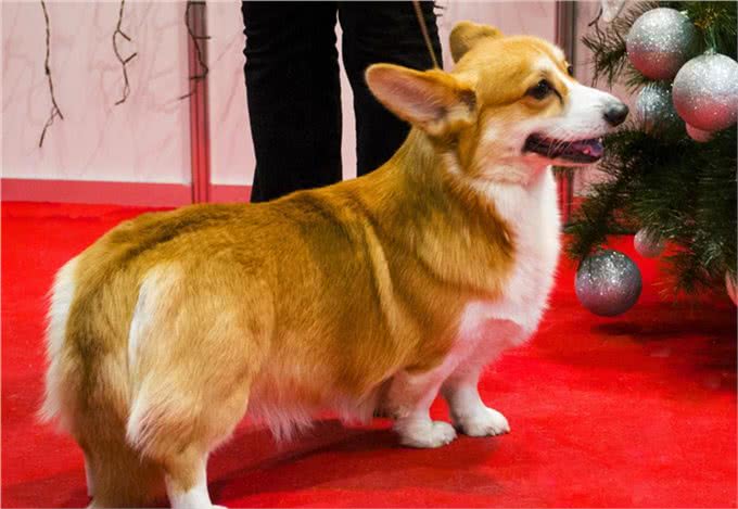 盘点四种腿最短的宠物狗,没有最短只有更短,你喜欢哪个?