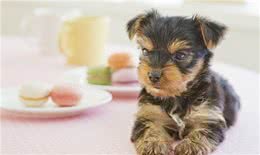 盘点四种腿最短的宠物狗，没有最短只有更短，你喜欢哪个?