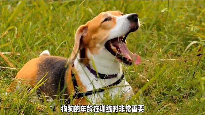 让你的狗狗成为最棒的宠物!选择最佳时机进行训练—dou上热门