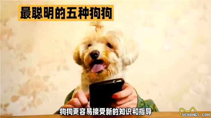 让你的狗狗成为最棒的宠物!选择最佳时机进行训练—dou上热门