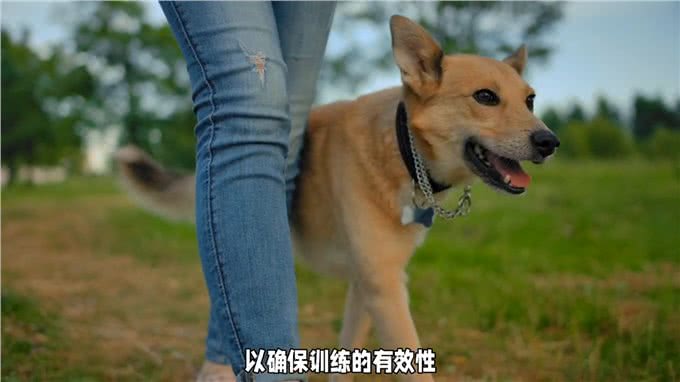 让你的狗狗成为最棒的宠物!选择最佳时机进行训练—dou上热门