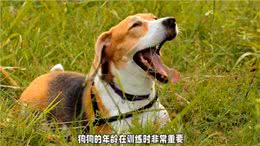 让你的狗狗成为最棒的宠物!选择最佳时机进行训练—dou上热门