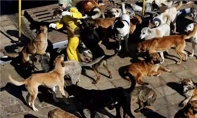 猫和狗到底有什么不同,你到底是适合养猫还是养狗?