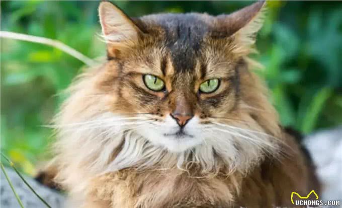 猫和狗到底有什么不同,你到底是适合养猫还是养狗?