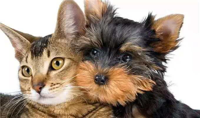 猫和狗到底有什么不同,你到底是适合养猫还是养狗?